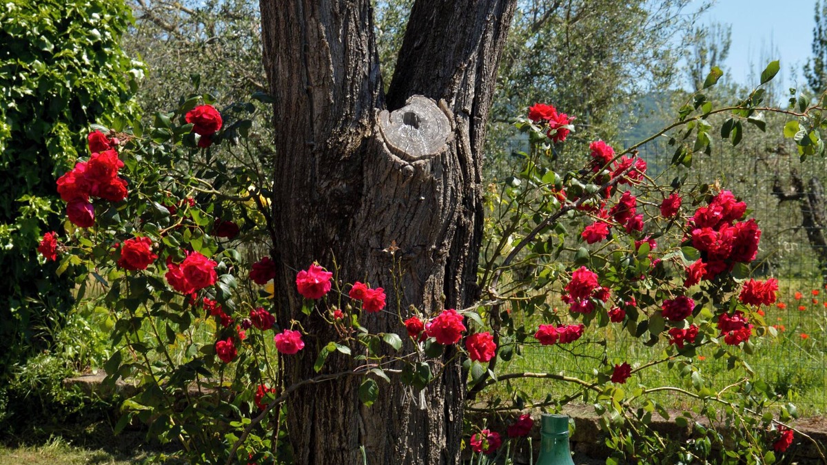 Bolsena Other | La Fraschetta