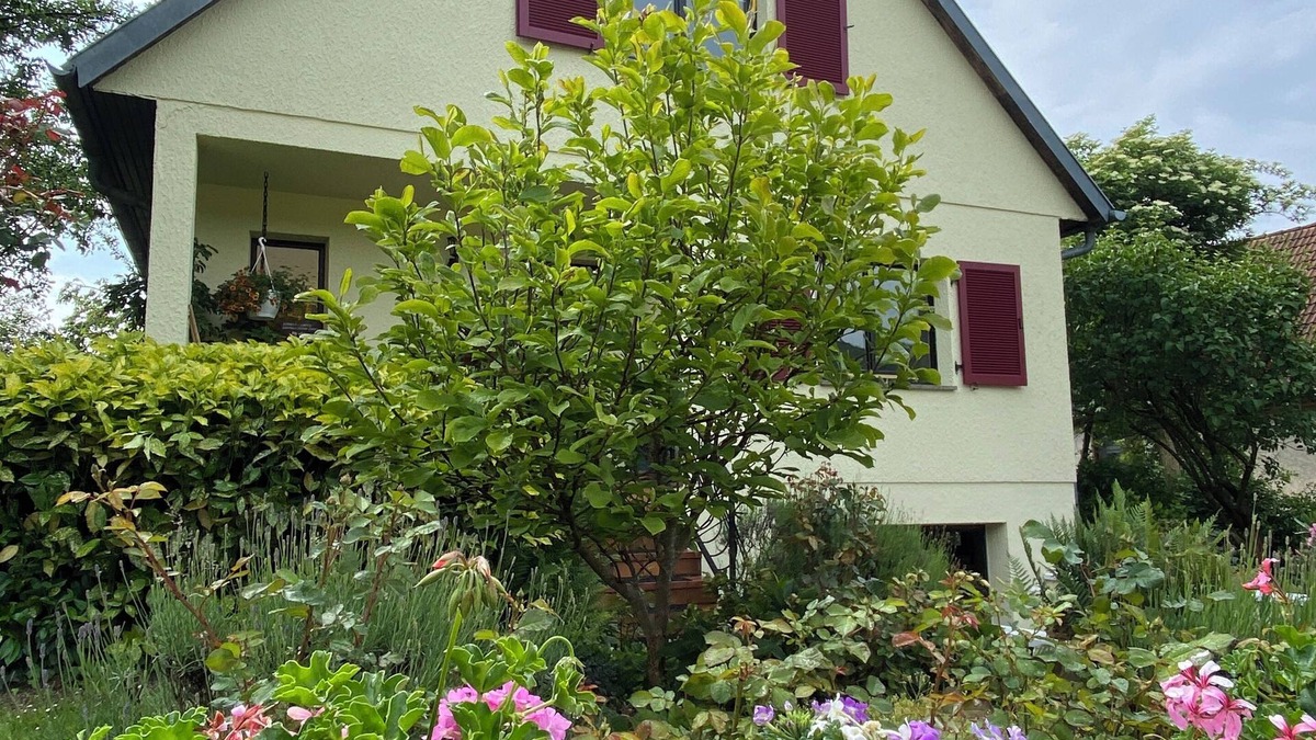 Drachenbronn House | La Maison Des Roses