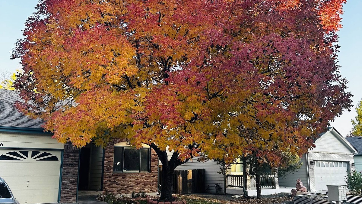Longmont Apartment | Large basement apartment 1500sq ft, private living room, bathroom & kitchenette