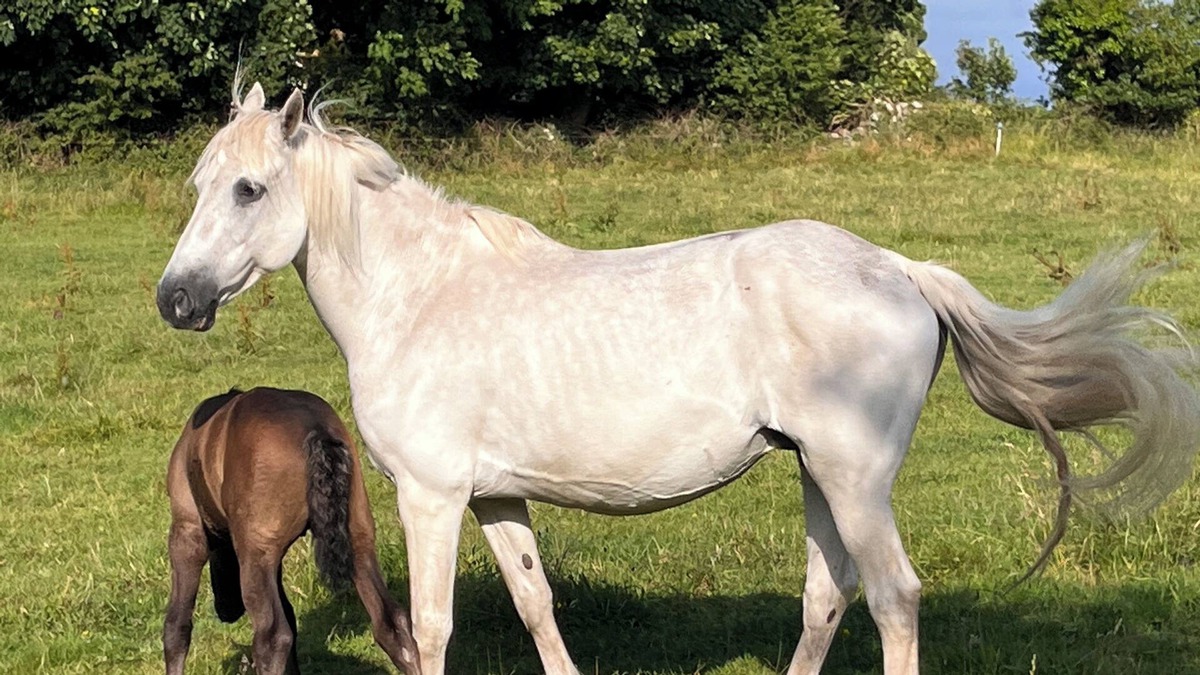 Moycullen House | Large bright house, 5 mins walk from centre