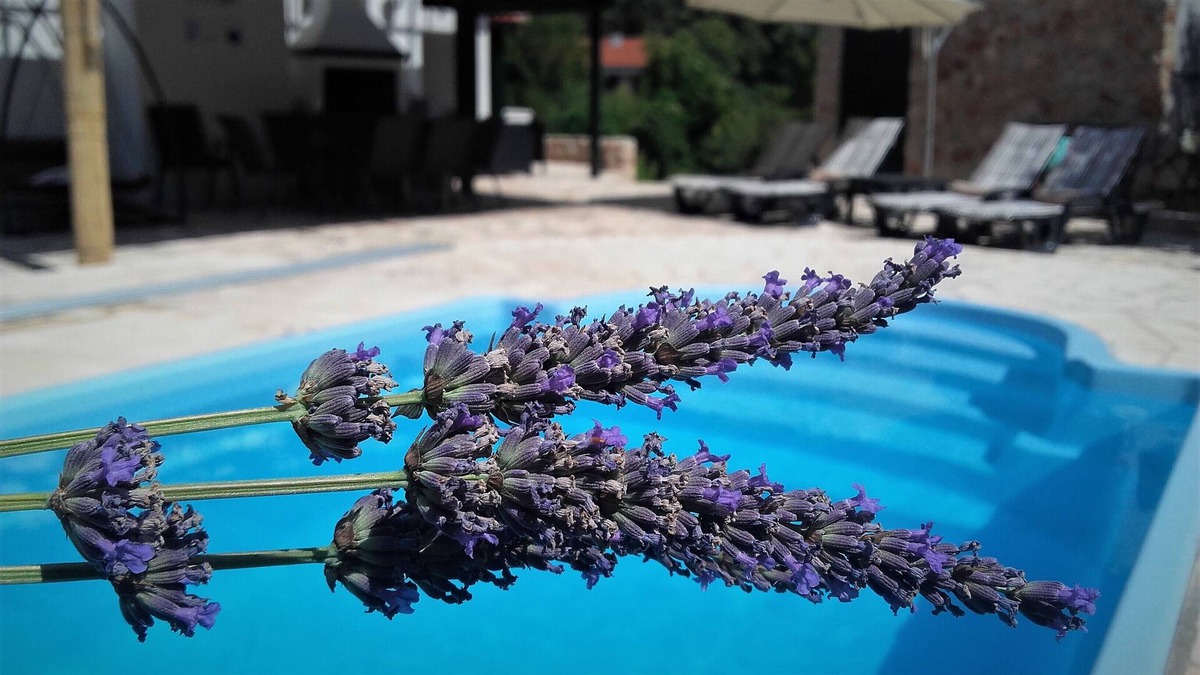 Stari Grad Villa | LAVENDER HILL HVAR VILLA ****with pool,jacuzzi,sauna.