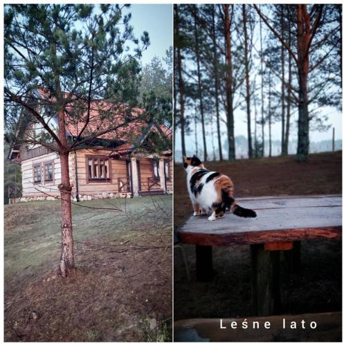 Waglikowice House | Leśne lato