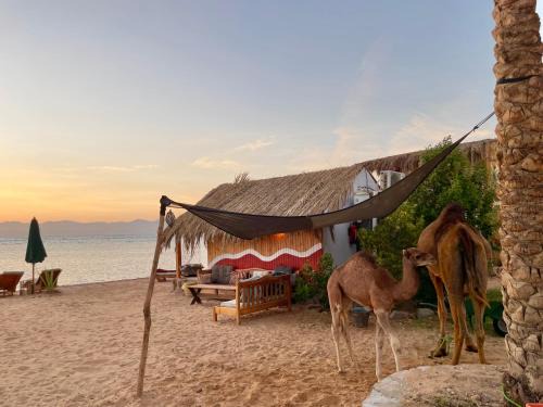 Nuweiba Other | Live the bedouinlife
