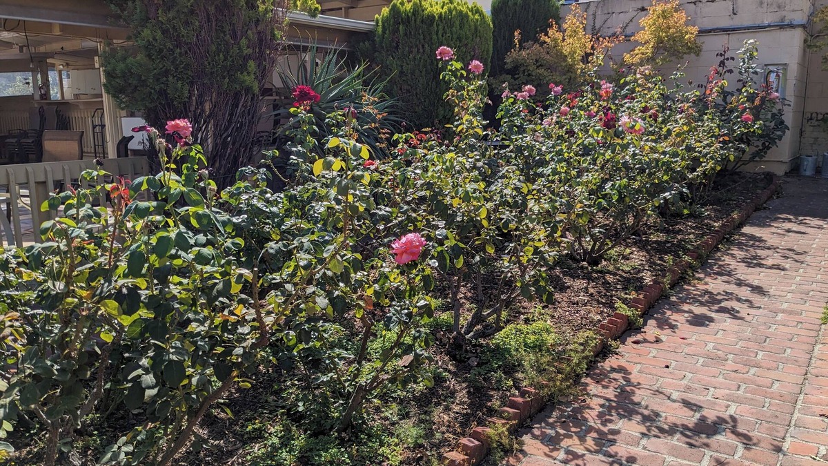 Los Gatos Hotel | Los Gatos Garden Inn Hotel