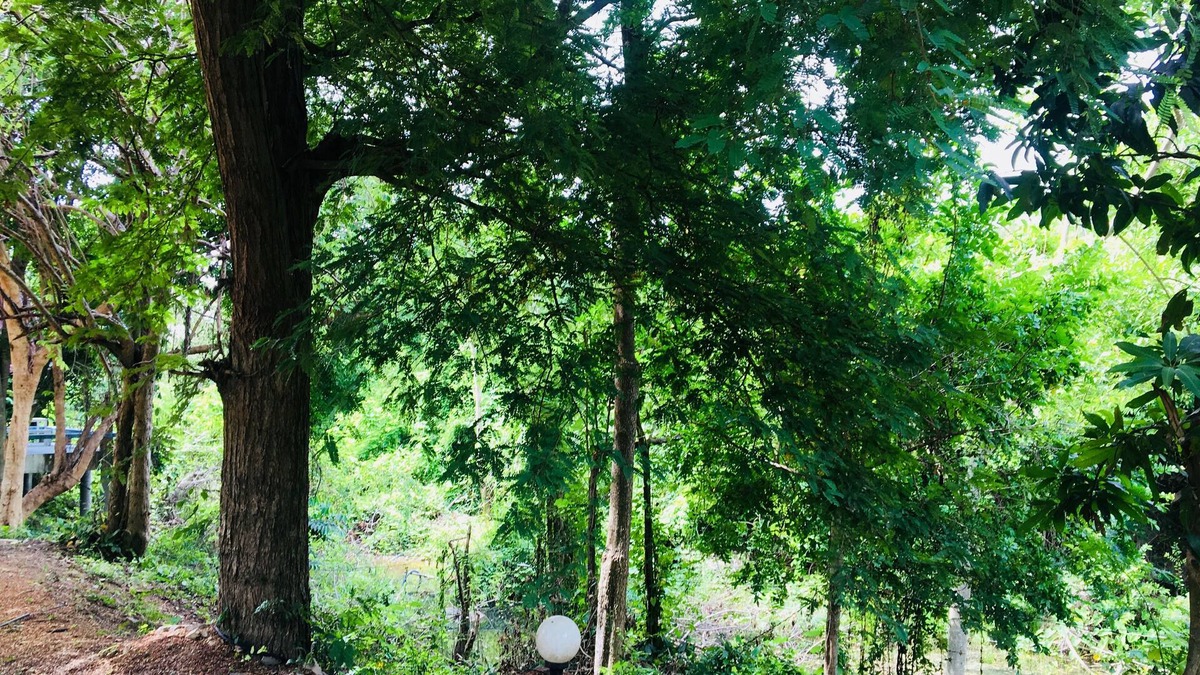 Song Phi Nong Hotel | LungYod Guesthouse