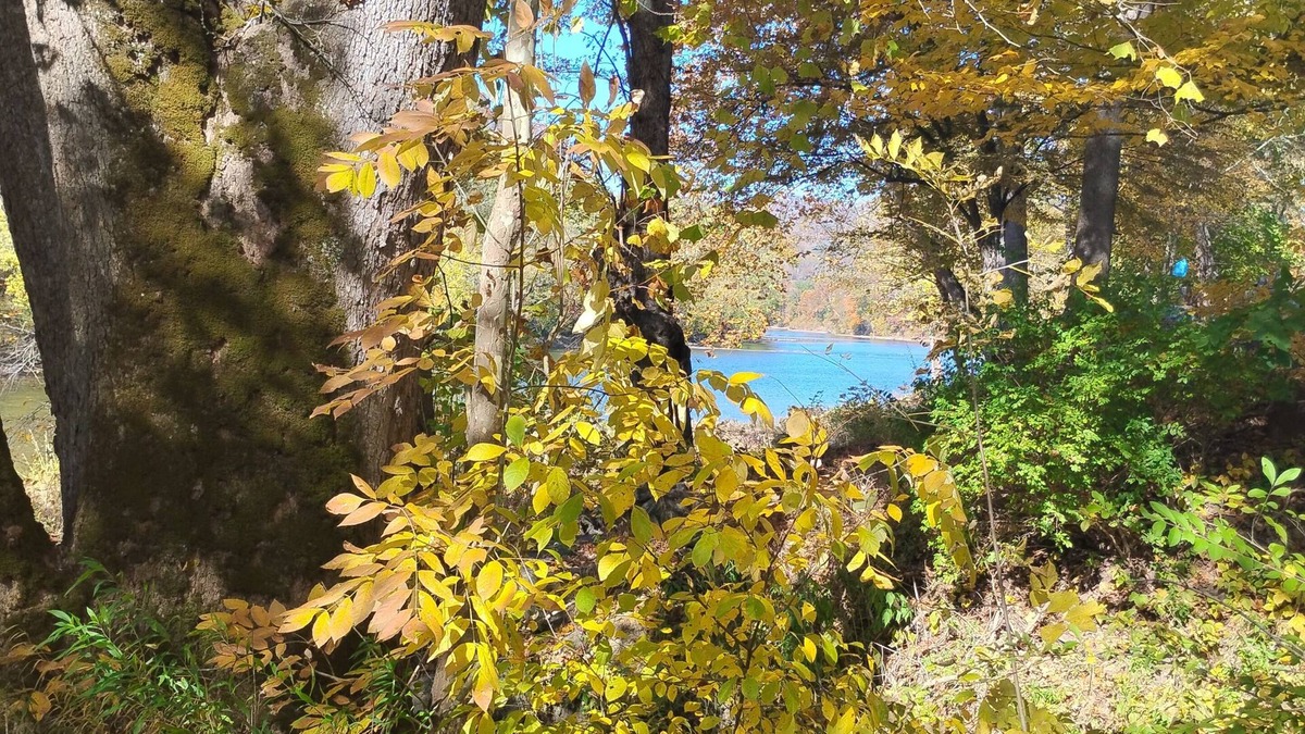 Greenbrier River Cabin | Magical cabin in the midst of a pawpaw patch on the bank of the Greenbrier River