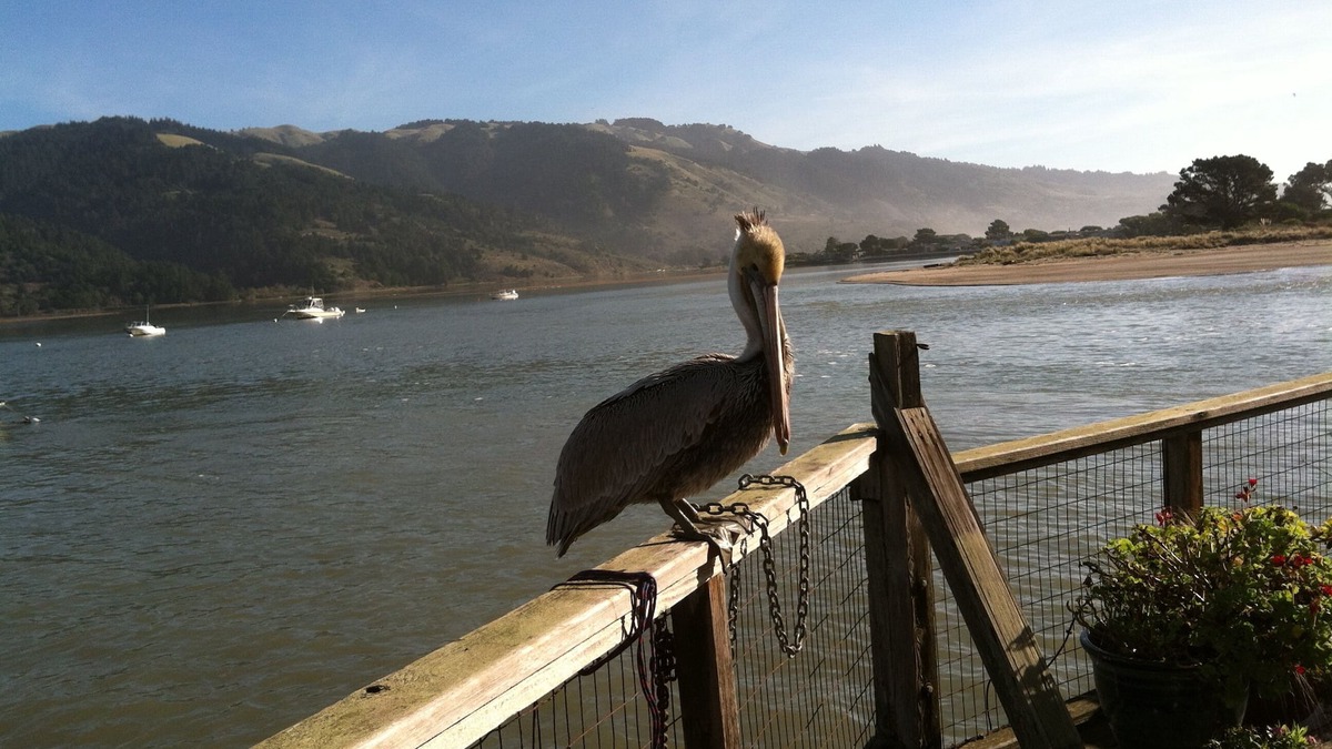 Bolinas Cottage | Magical Cottage Right on Bolina's Lagoon