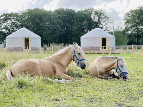 Ledeacker Other | Magnolia Hoeve - Unieke Bestemming voor Paardenliefhebbers en Bijzondere Overnachtingen in de natuur