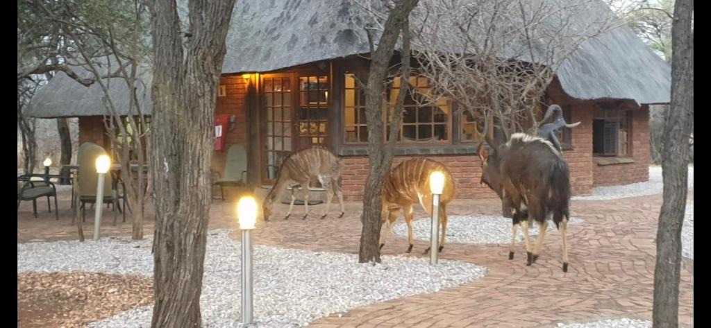 Bela-Bela House | Makhato Bush Lodge 3
