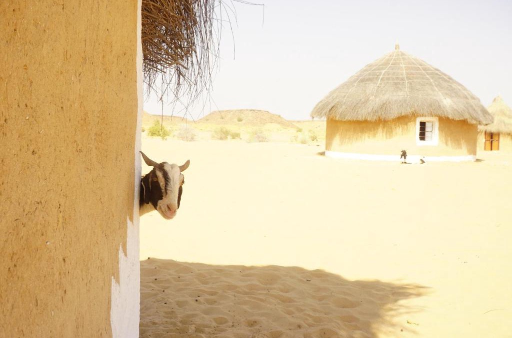 Jaisalmer House | Mala Ki Dhani