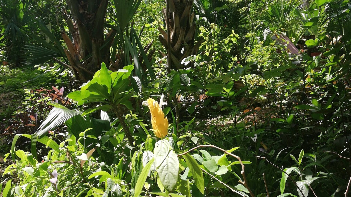 Tinum Bed & Breakfast | Mayan Bungalow Near Chichén Itza