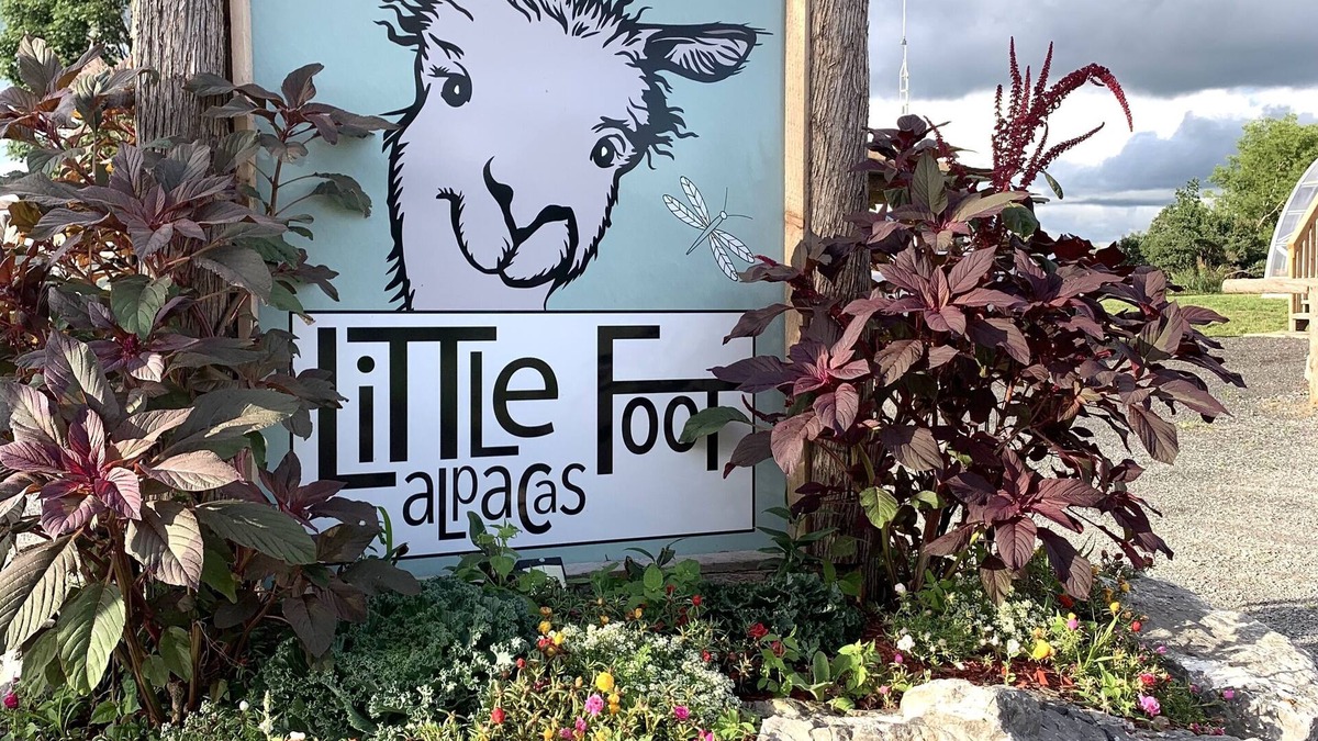 Edwardsburgh/Cardinal Cabin | Meet our adorable alpaca herd , & stay in our luxury Cabin overlooking the farm
