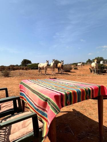 Lagos House | Michas caravan for 2 See the herd of horses from your bed