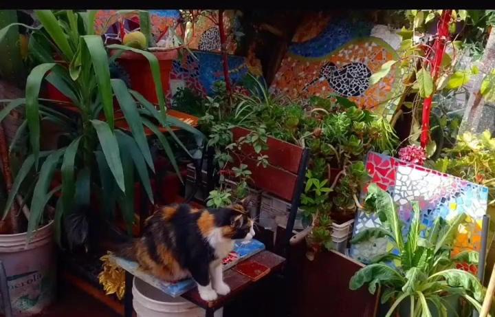 Colina House | Michi house roomies backpackers
