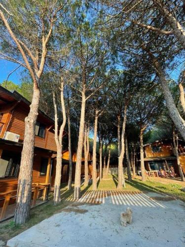 Velipoje Apartment | Mikpritja Velipojë 1