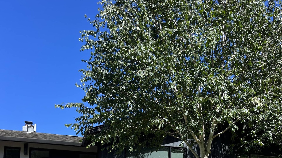 Tiburon House | Modern home w/massive yard + firepit! Neighborhood beach, dock, and sport court!