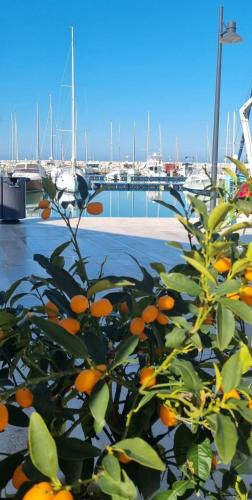 Rodi Garganico Apartment | Monolocale in vicolo storico Gin Tonic Lemon