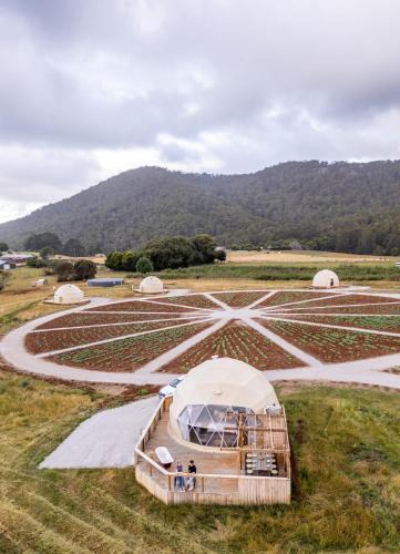 Penguin Other | Mount Gnomon Farm