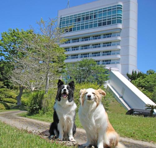 Kamitonda Hotel | Nanki Shirahama Dog Paradise
