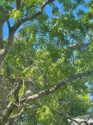 Nuwaragam Palatha Central Cabin | Nature's Hideaway