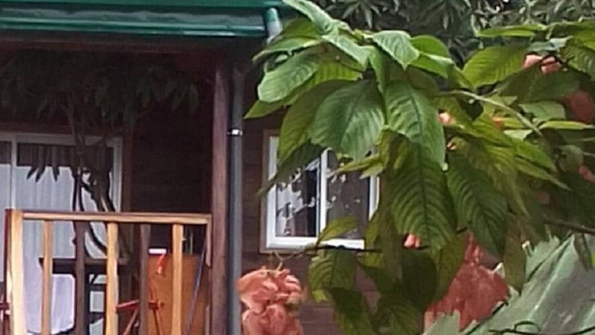 Kribi Cabin | Noah's hut in a hundred-year-old mango tree