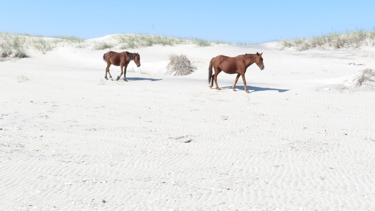 Duck Resort | OBX - Duck, N.C. Barrier Island Station Resort