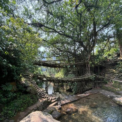 Sohra House | Odyssey Stays Nongriat - 3Kms trek from Main Road