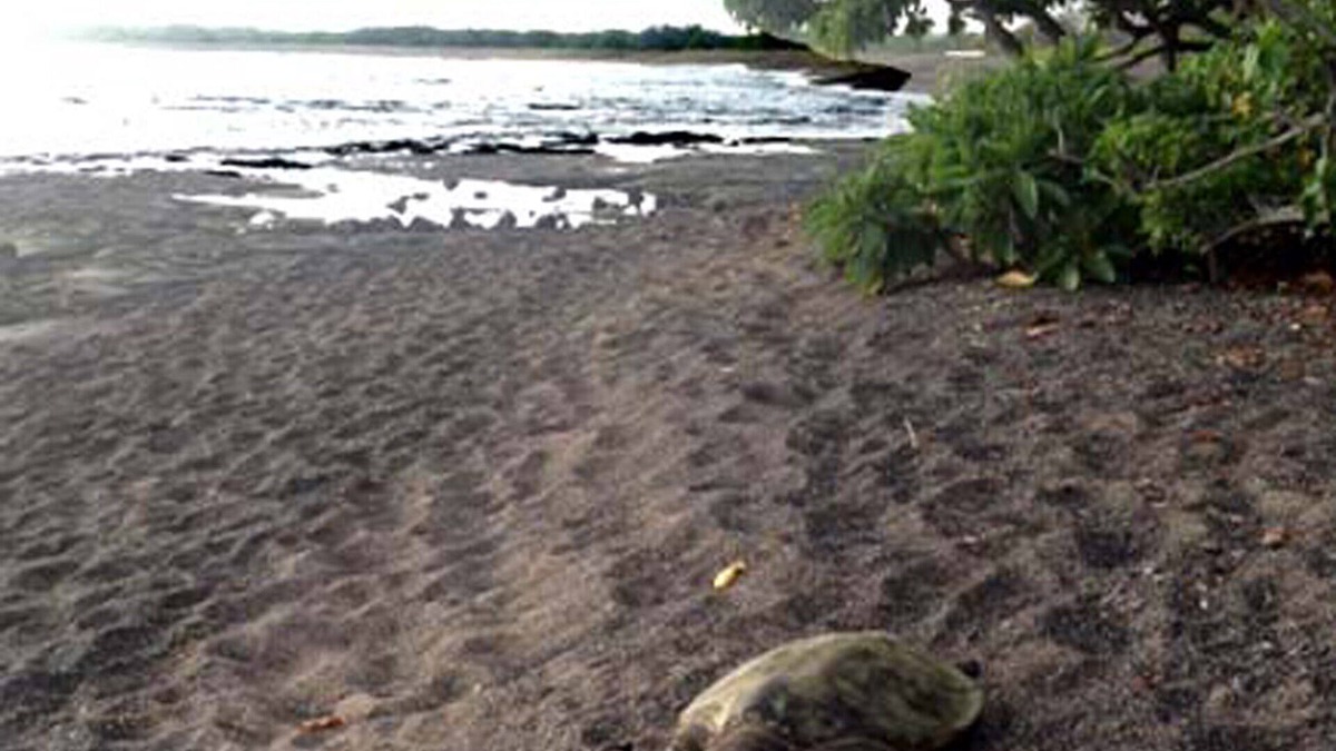 Kailua-Kona House | Ohana with Pool and Ocean Views close to Airport and Kailua Town