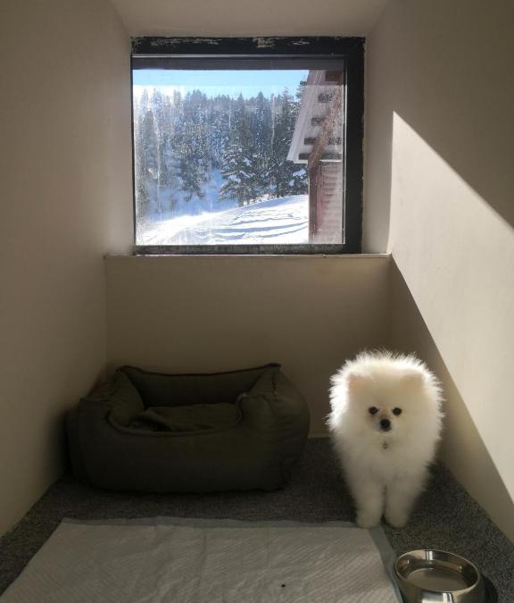 Osmangazi House | OKSIJEN ZONE PET HOTEL SPA Only Pet
