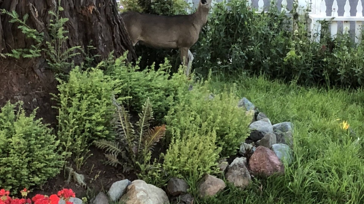 Cambria Bed & Breakfast | Olallieberry Inn B&B