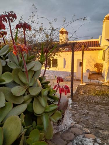 Portalegre House | Olive -Casa da Boavista