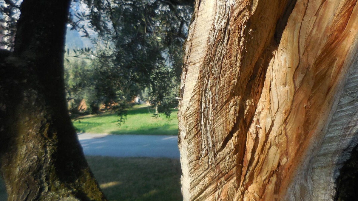 Riva del Garda Apartment | Olive Tree House- Vacation Rentals