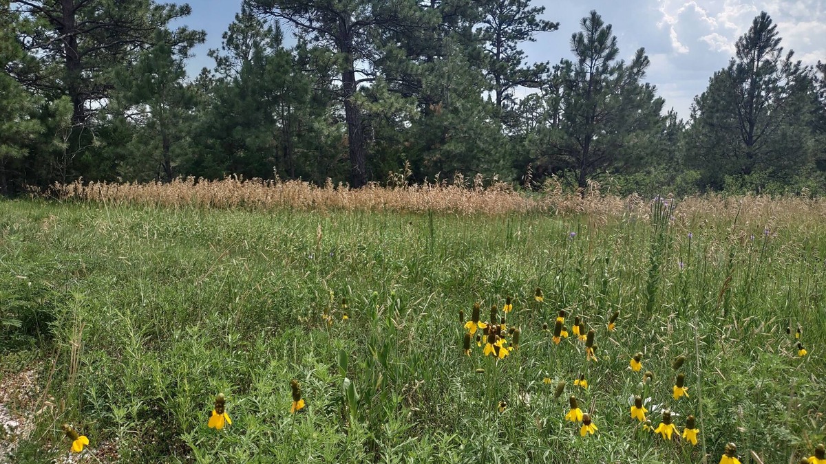 Rosebud Cabin | One of two rustic cabins nestled in Rosebud Sicangu Lakota Oyate pine forest.
