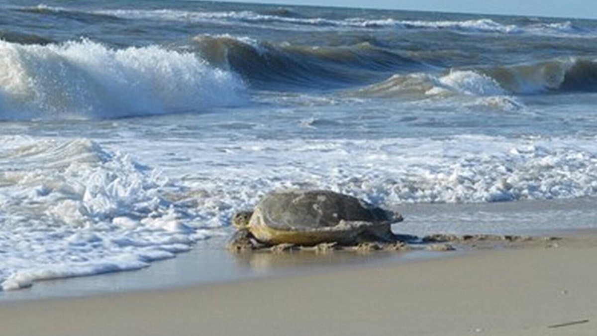 South Nags Head Cottage | Only 2 min. Walk to Beach! Private Salt-Water Pool, Hot Tub, Backyard Pond.