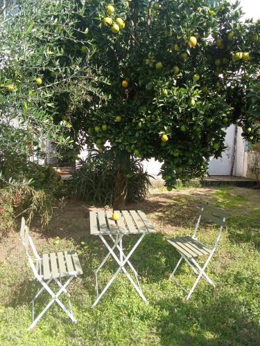 Sao Goncalo Apartment | Orange tree apartment