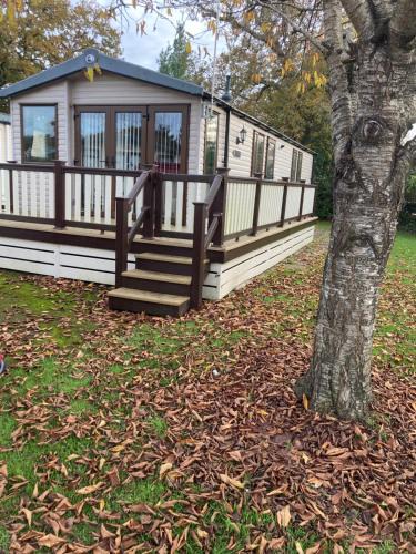 Ringwood Other | Orchid 3