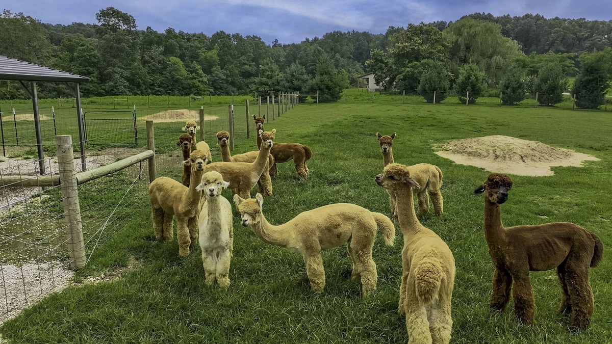 Taswell House | Patoka Lake Alpaca Farmstay