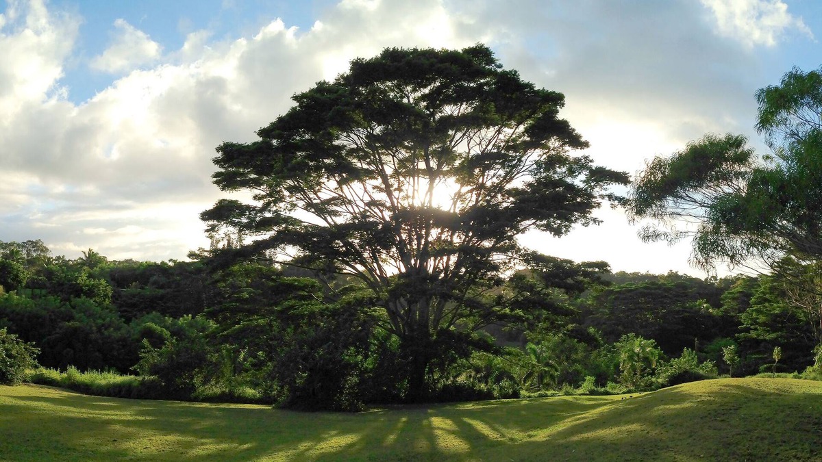 Pauwela Apartment | Peaceful & Private Studio - 12 Acre Hobby Organic Fruit Farm - Beach 10min