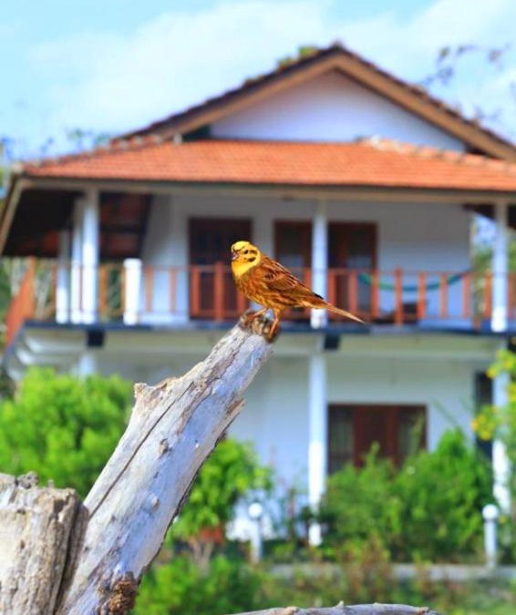 Tangalle House | Pearl Cave Cabanas & Resturant