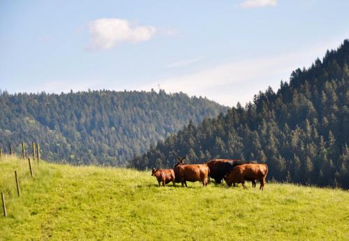 Ehlenbogen House | Pension Vogtsmichelhof - Leibgeding