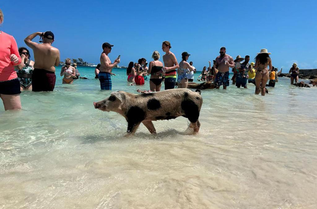 Nassau Boat Rental | Pig Beach 6 hours tour on CAT Phoenix 777 no sleep on the boat