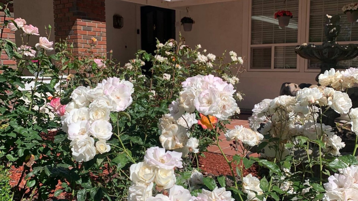 Pleasanton House | Pleasanton Gem: Entire House 4 Beds/Bonus RM! Convenient to BART & Shopping!