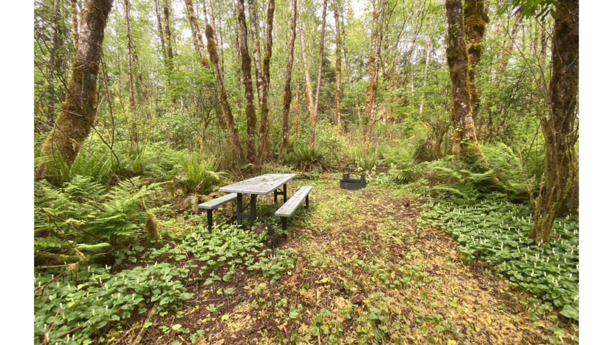 Forks RV Rental | Primitive Tent Site #15- Beautiful Forested Property