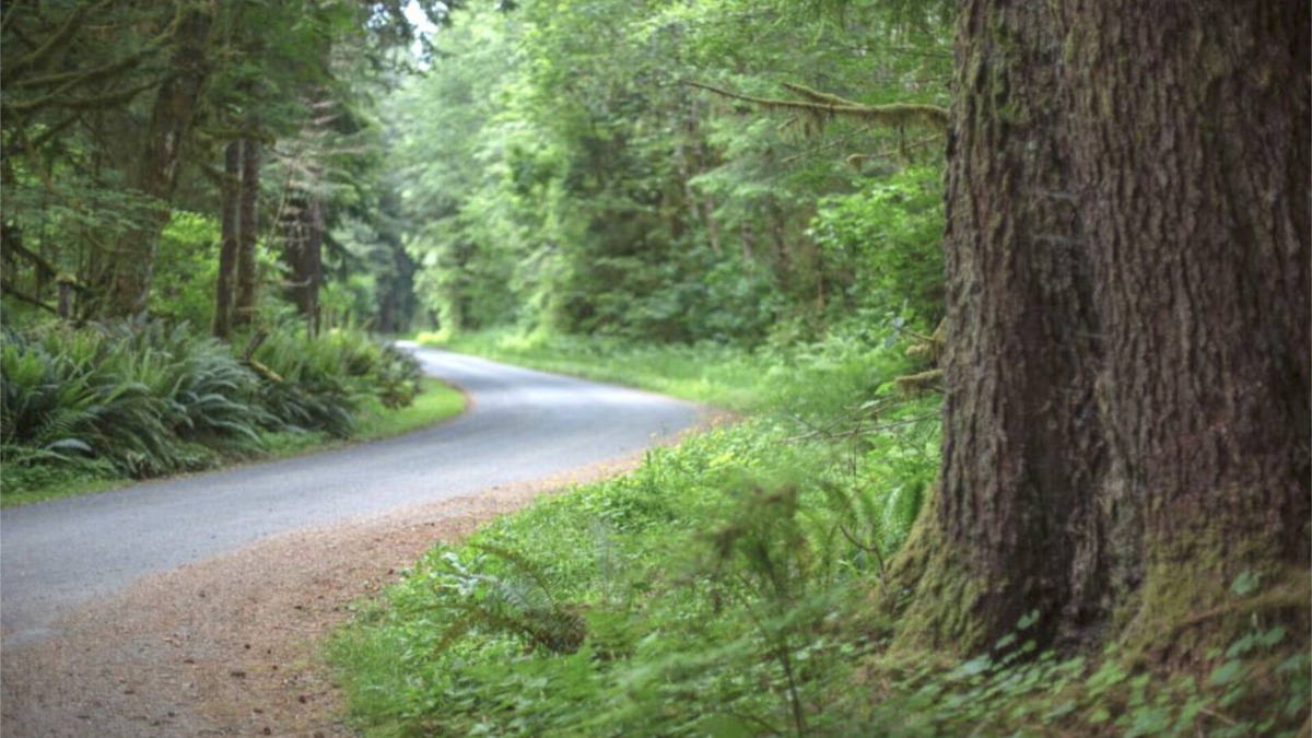 Forks RV Rental | Primitive Tent Site #3- Beautiful Forested Property
