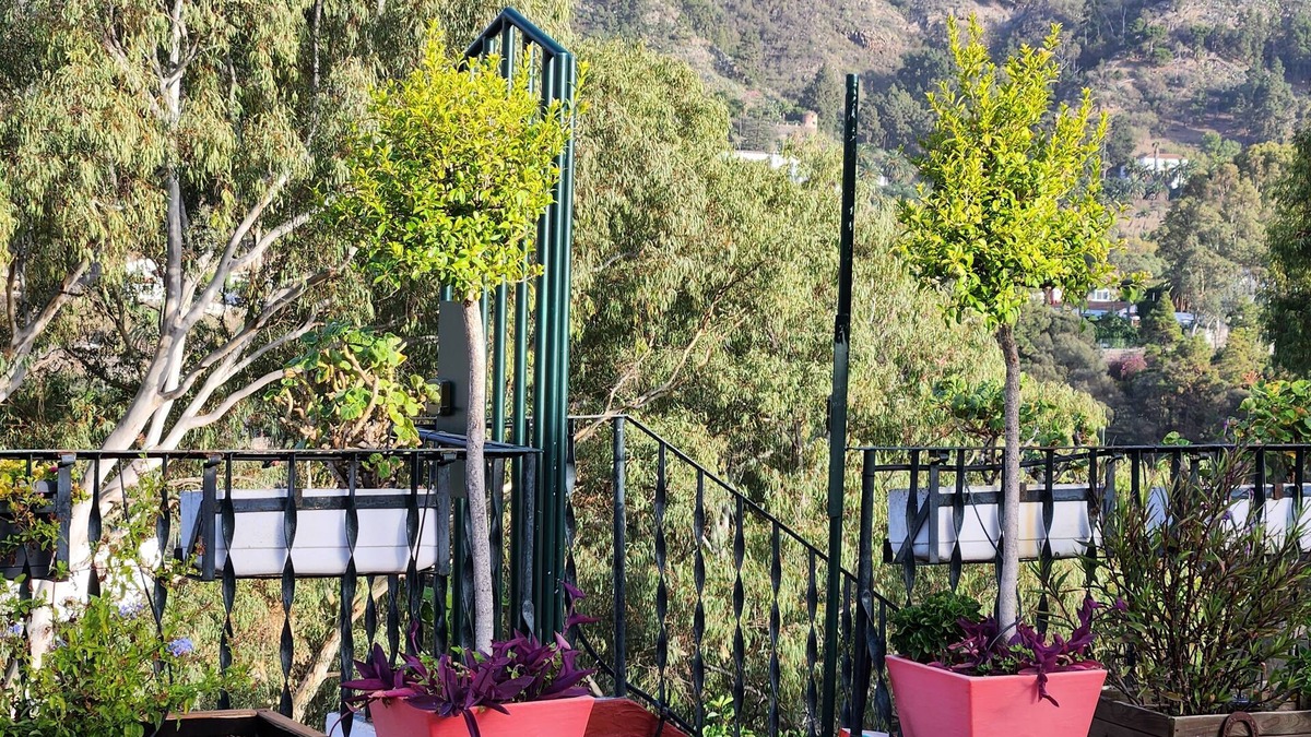 Santa Brigida Apartment | Private apartment in the countryside of Gran Canaria