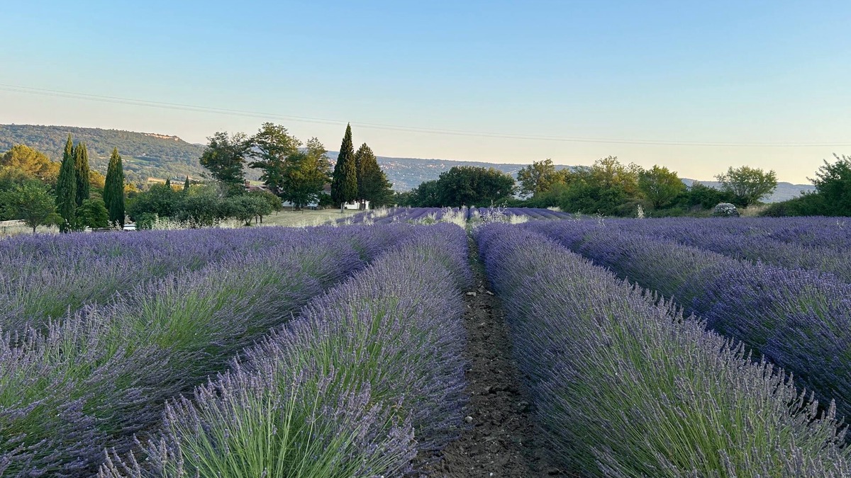 Goult Cottage | Private estate with lavender fields and Luberon views - La Petite Maison