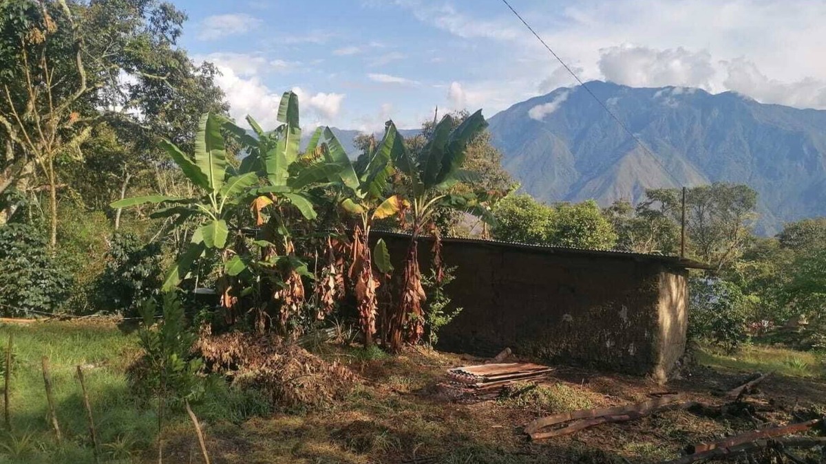 Quillabamba Bed & Breakfast | Private jungle ecolodge - whole estate & cafés
