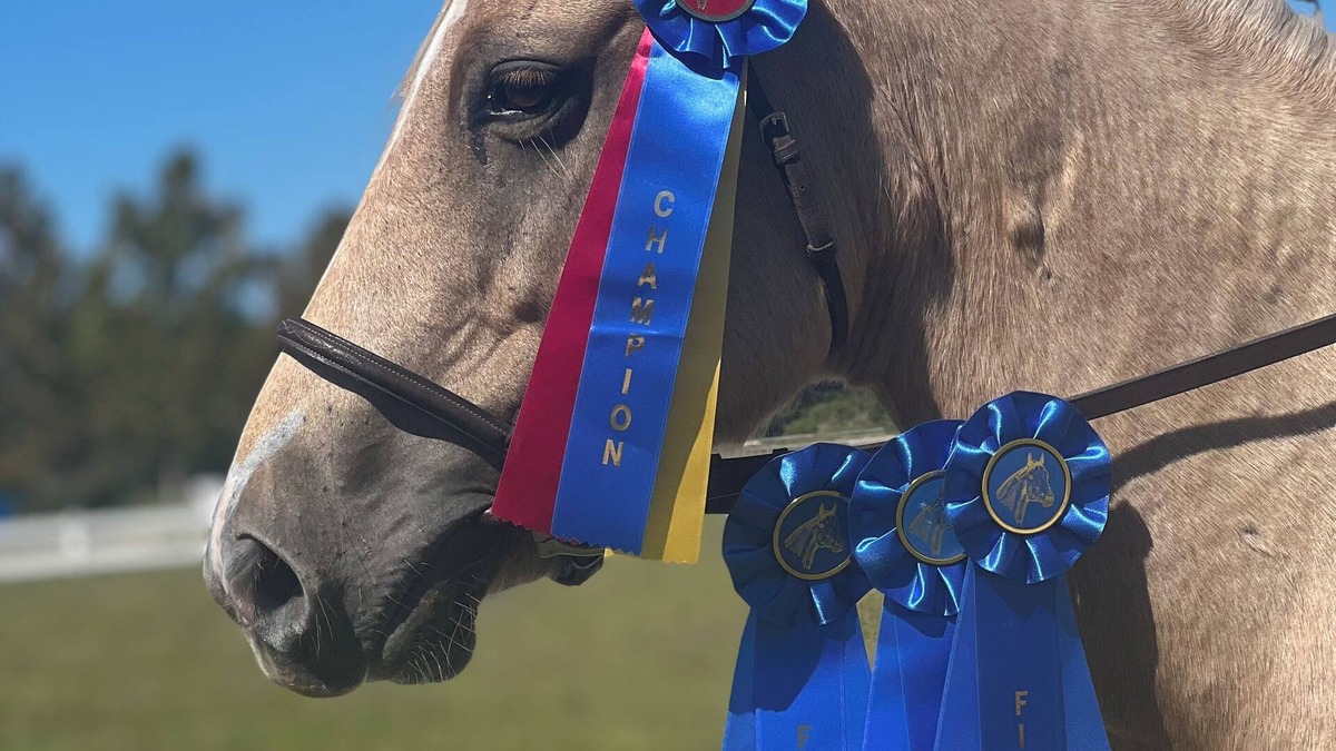 Middleburg House | Private Loft at a Working Show Barn ~ Pets Welcome!