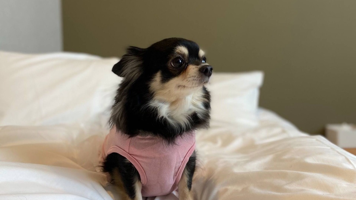 Kitahorie Hotel | Private room Dog friendly twin room Bath t/Osaka Ōsaka