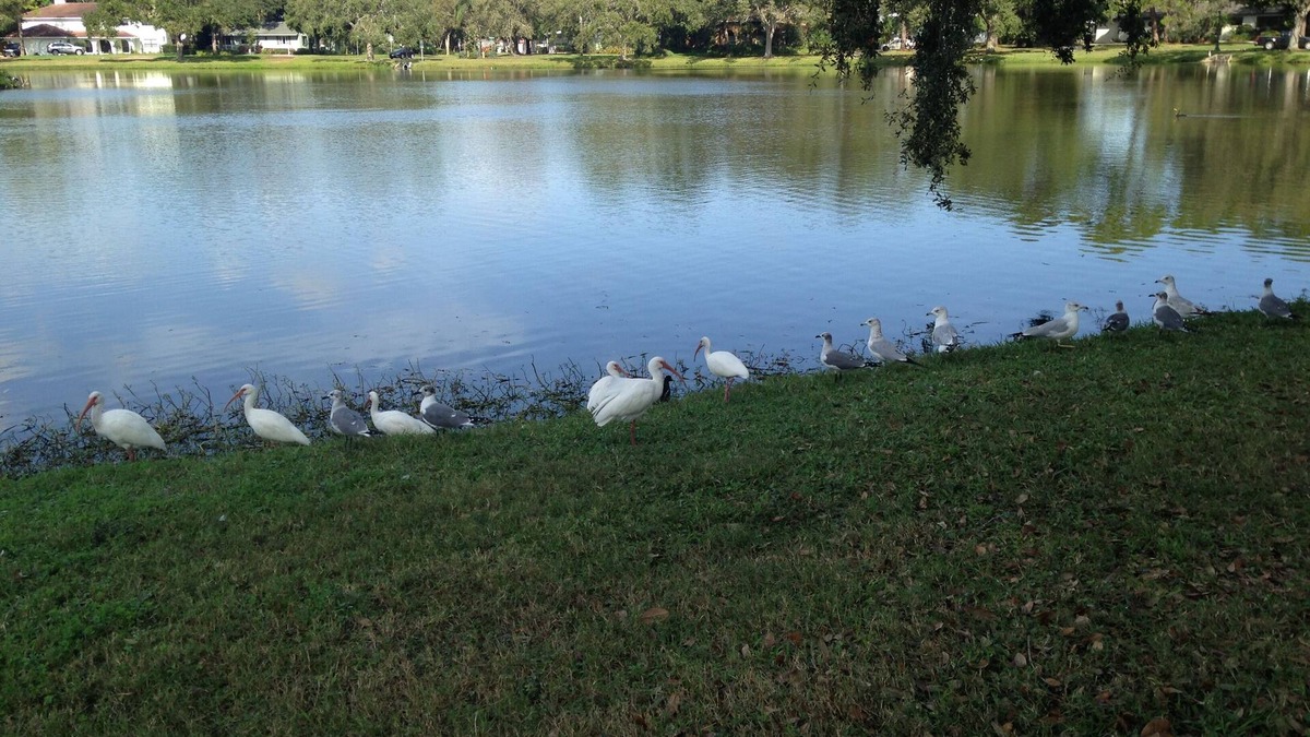 St. Petersburg - Clearwater Cottage | Private Tropical Studio Cottage - Ideal for 1 for work or play